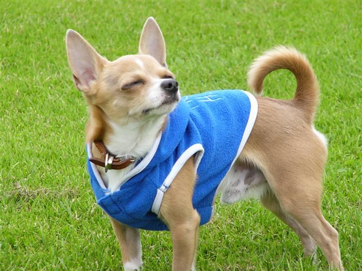 Chihuahua High Fly Chester - Uhhhmmmm en skøn duft....  billede 13