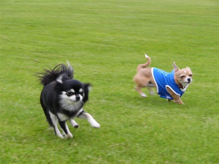 Chihuahua High Fly Chester - Elsker at løbe om kap med Phoebe, men hold op hun er hurtig.... Wroooom billede 14