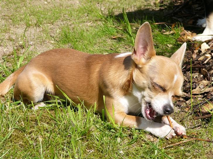 Chihuahua High Fly Chester billede 15