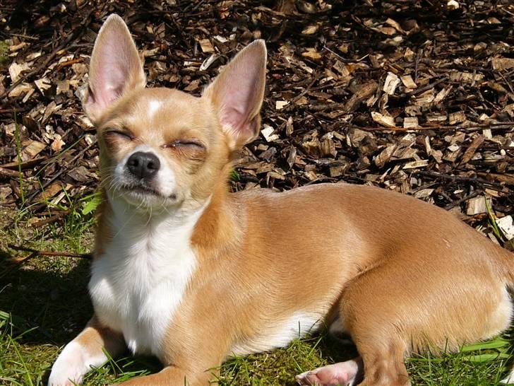 Chihuahua High Fly Chester - Moar siger jeg er fotogen ;-) billede 16