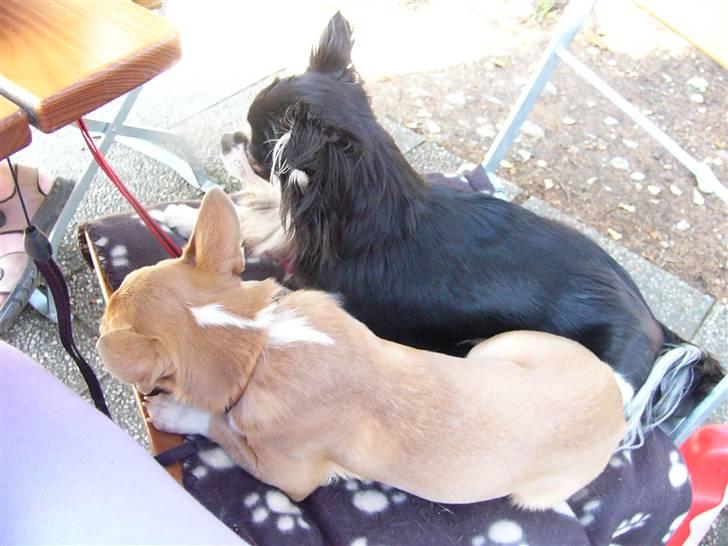Chihuahua High Fly Chester - Har været med i det dersens Tyskland... Mens menneskene spiser ligger vi og slapper af :-) billede 17