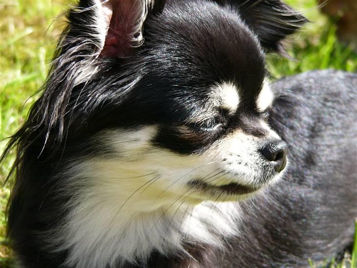 Chihuahua Adelina's Phoebe - Mor siger jeg er en meget smuk pige, så kan da lige posere lidt ;-) billede 17