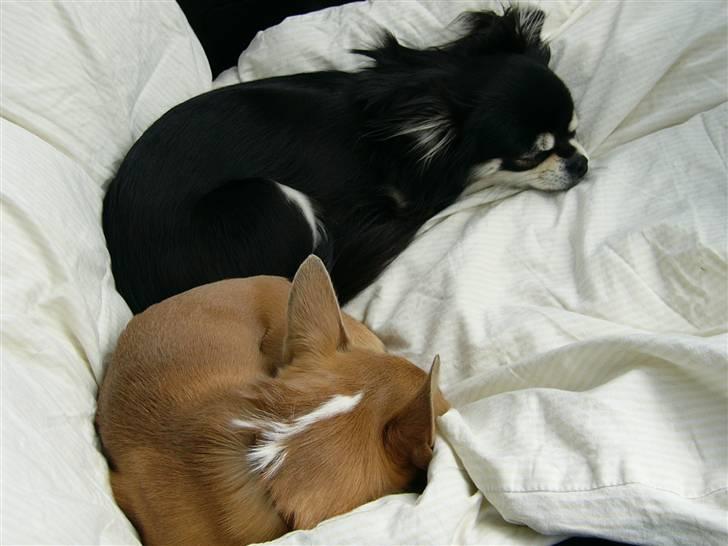 Chihuahua Adelina's Phoebe - Vi ellllsssssskkkkkkkkkeeeeerrrrrrrr at putte.... billede 18