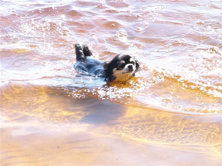 Chihuahua Adelina's Phoebe - Svømme, svømme, svømme- IKKE min ynglingsbeskæftigelse... billede 19