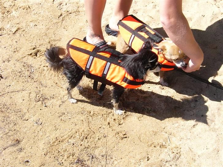 Chihuahua High Fly Chester - NEEEJ mor, nu du gået for vidt.... Vi kan altså godt svømme... billede 18