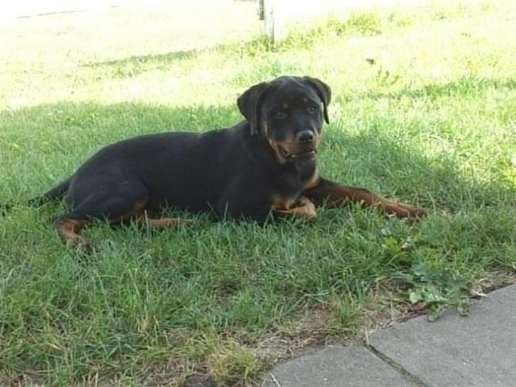 Rottweiler Kakestto's Fibie (05/05-10 - 03/09-14) - 14½ uge og smuk! billede 14