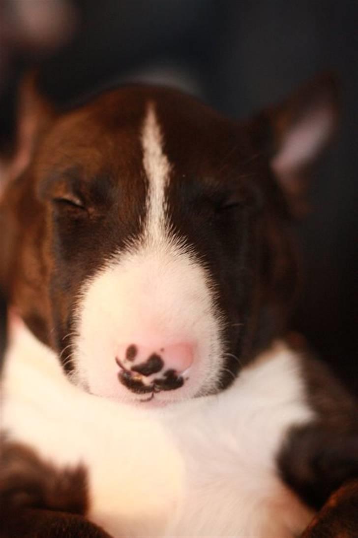 Bullterrier Flemming 08.04.2010 - Se min smukke næse, den er fuld af prikker billede 1