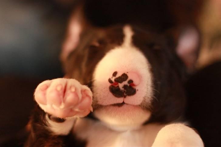 Bullterrier Flemming 08.04.2010 - High 5 billede 2