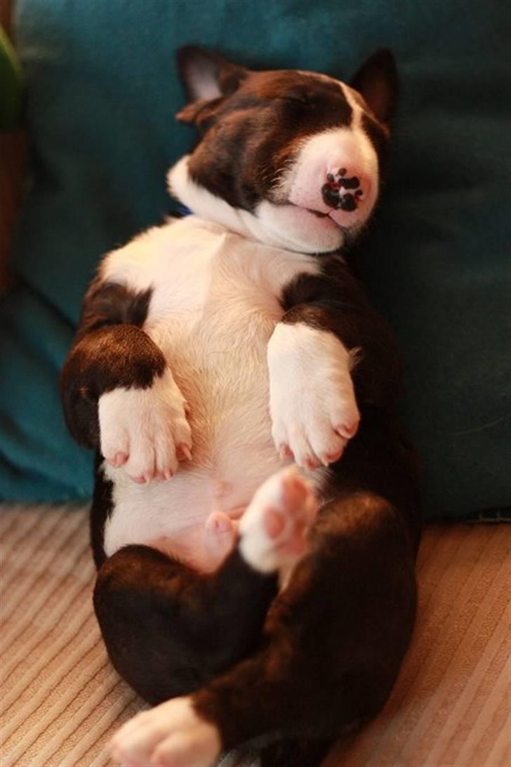 Bullterrier Flemming 08.04.2010 - ZzzzZzzzzz ZZzzz billede 3