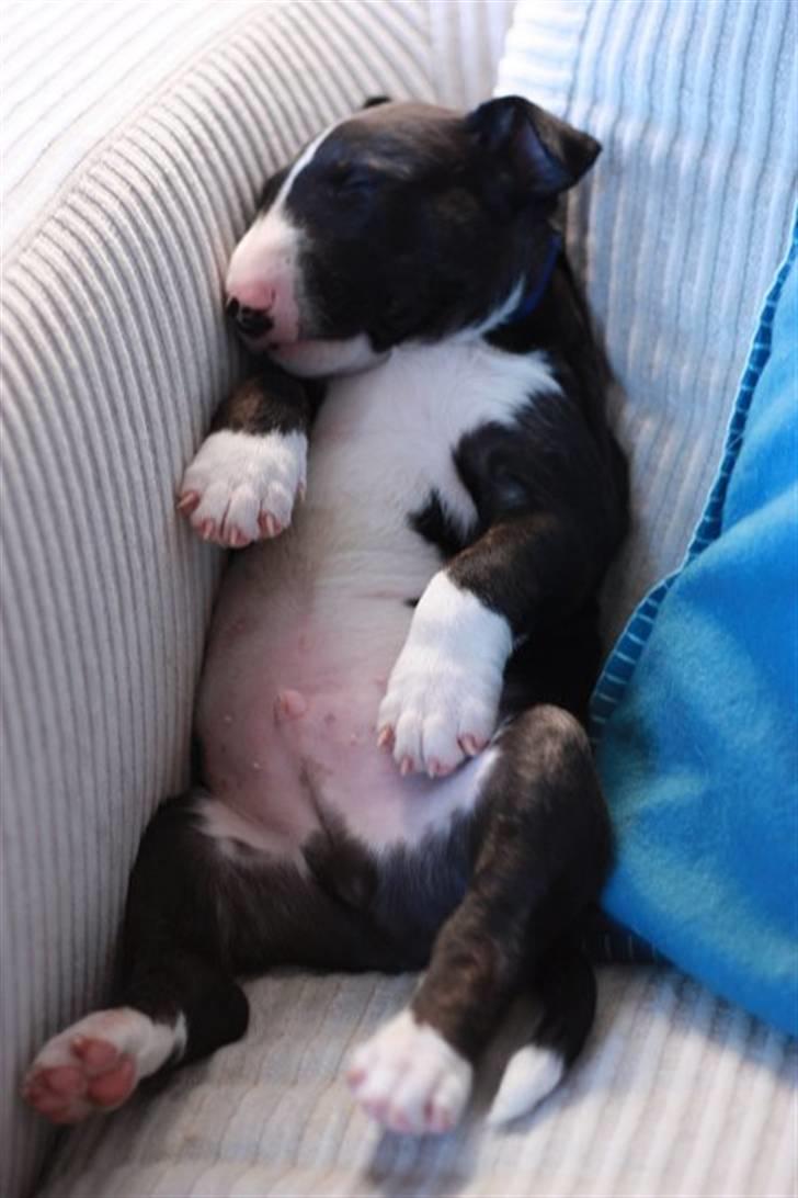 Bullterrier Flemming 08.04.2010 billede 5