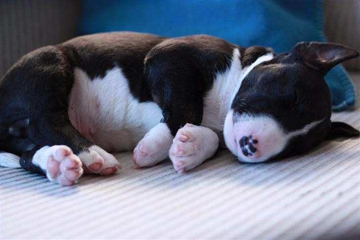 Bullterrier Flemming 08.04.2010 - Vi har gæster fra Holland, så nu er jeg træt billede 6