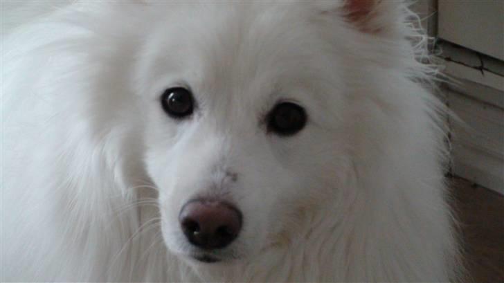 Japansk spids Inuik Cosmo billede 1