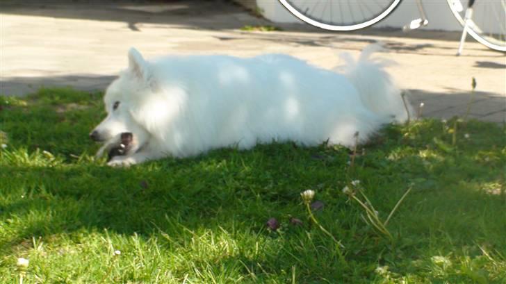 Japansk spids Inuik Cosmo billede 2