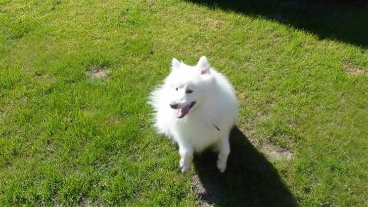 Japansk spids Inuik Cosmo billede 3