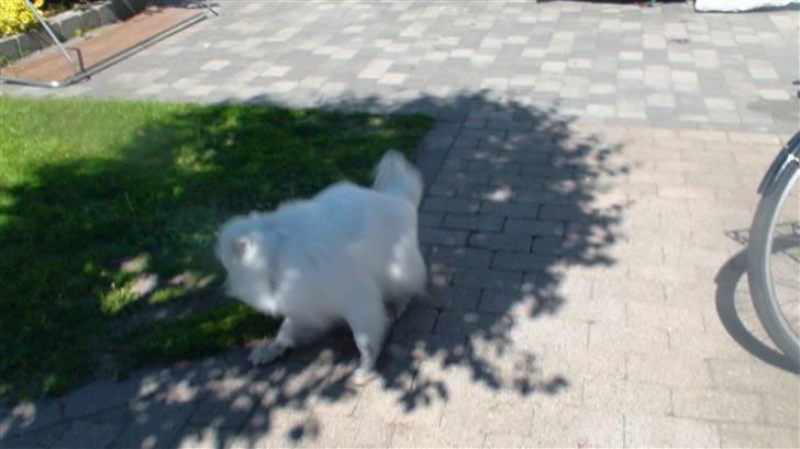 Japansk spids Inuik Cosmo billede 5