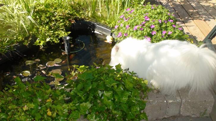 Japansk spids Inuik Cosmo billede 6