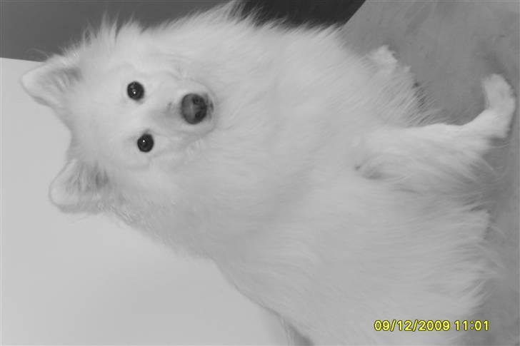 Japansk spids Inuik Cosmo billede 7