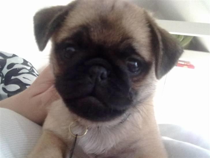 Blanding af racer Sika billede 1