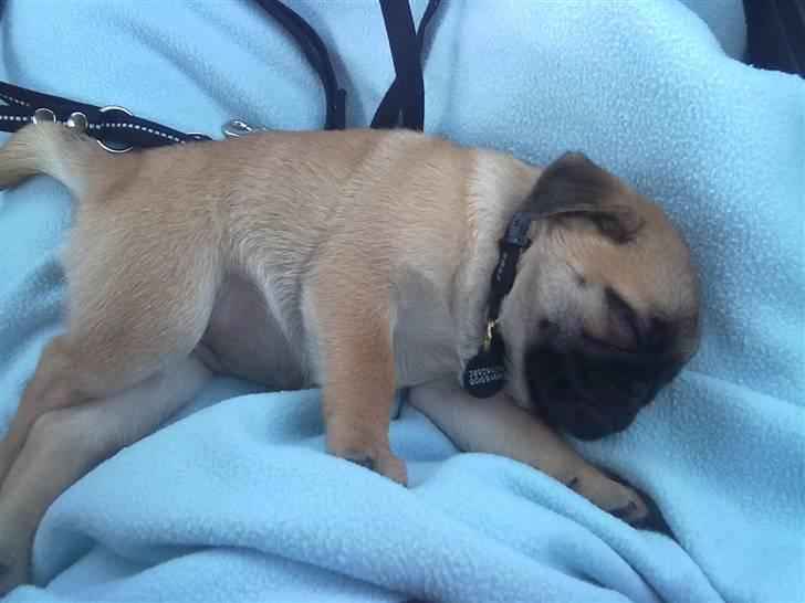 Blanding af racer Sika billede 2