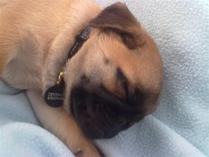 Blanding af racer Sika billede 3