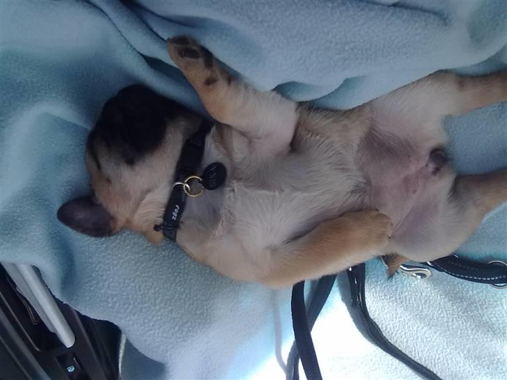 Blanding af racer Sika billede 4