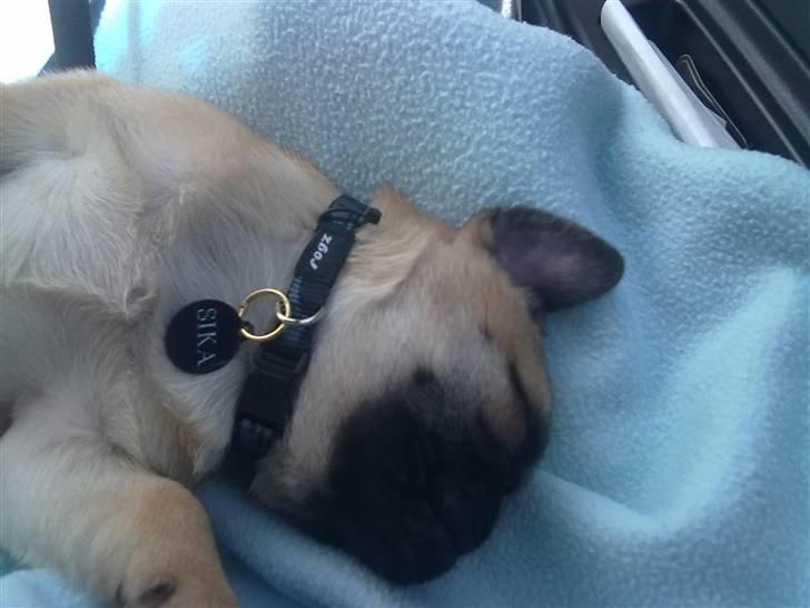 Blanding af racer Sika billede 5