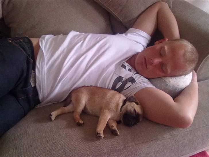 Blanding af racer Sika billede 6