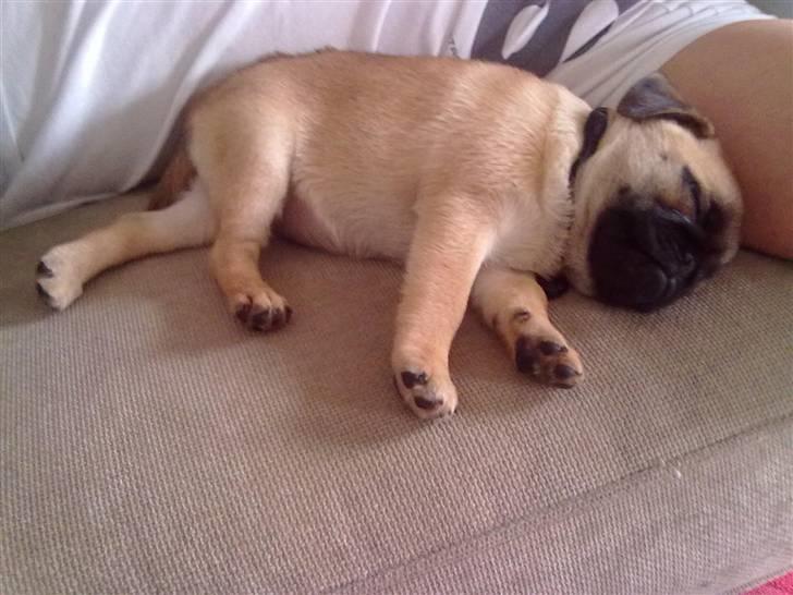 Blanding af racer Sika billede 7