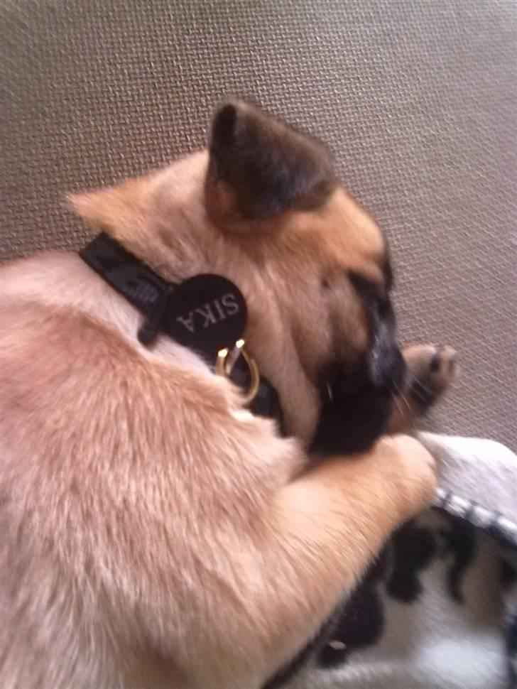 Blanding af racer Sika billede 8