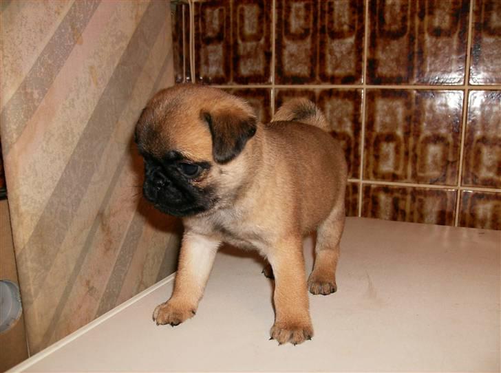 Blanding af racer Sika billede 9