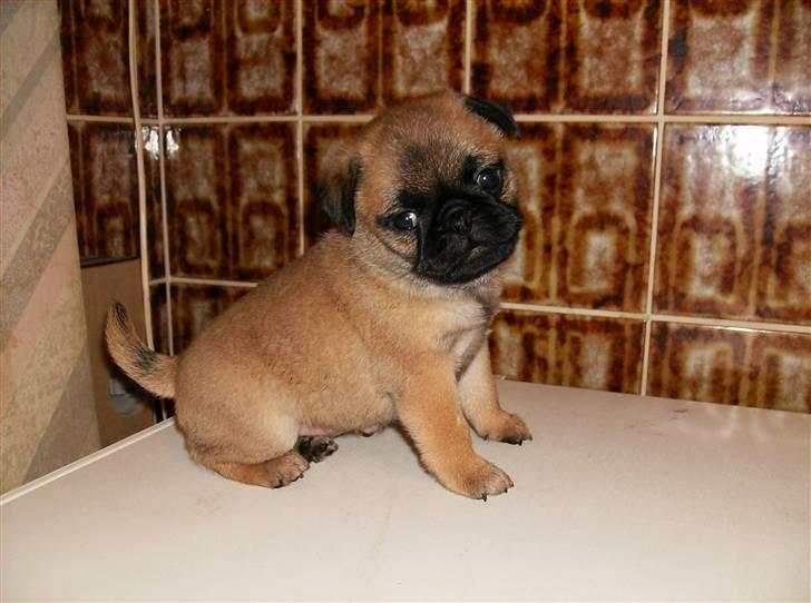 Blanding af racer Sika billede 10