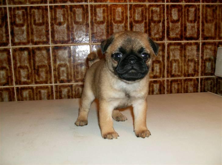 Blanding af racer Sika billede 11