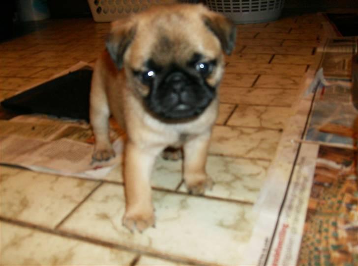 Blanding af racer Sika billede 12