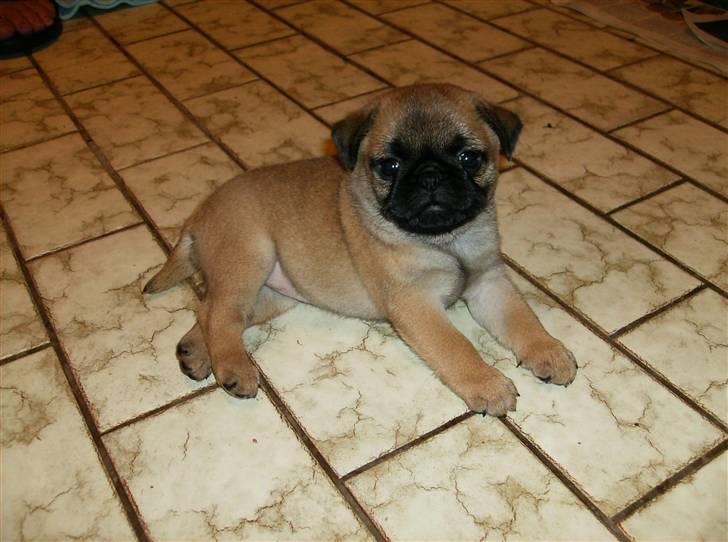 Blanding af racer Sika billede 13