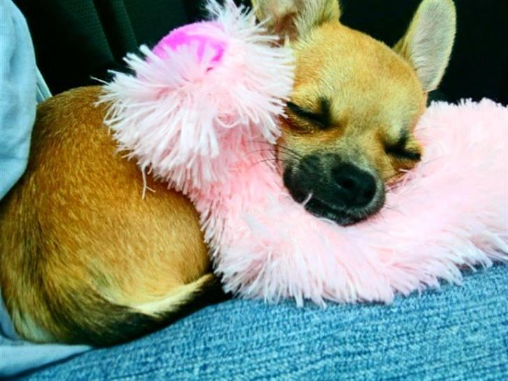 Chihuahua Bella billede 2