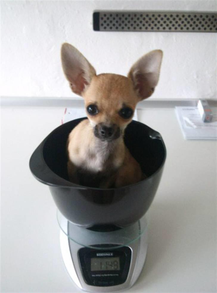 Chihuahua Bella billede 3