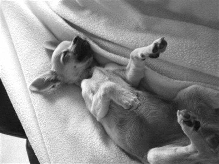 Chihuahua Bella billede 4