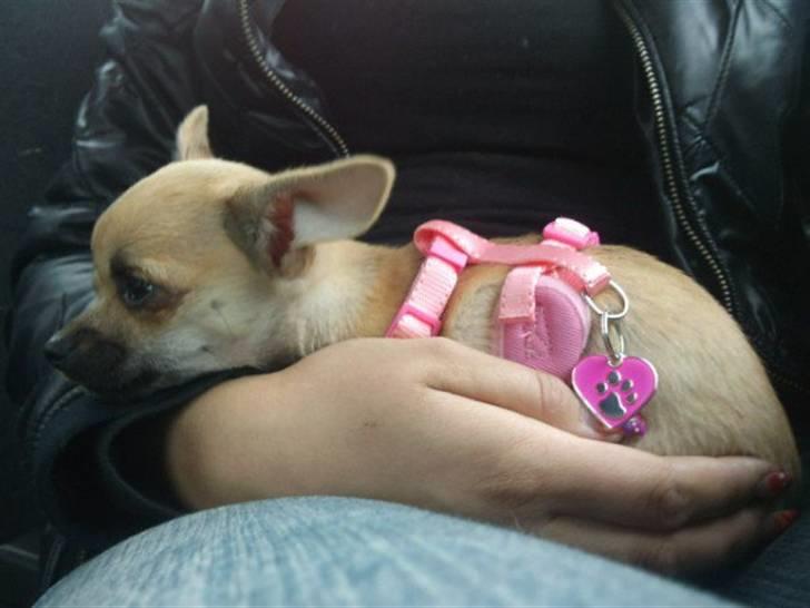 Chihuahua Bella billede 5