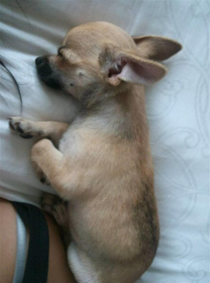 Chihuahua Bella billede 6