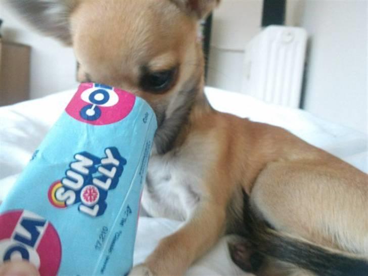 Chihuahua Bella billede 7