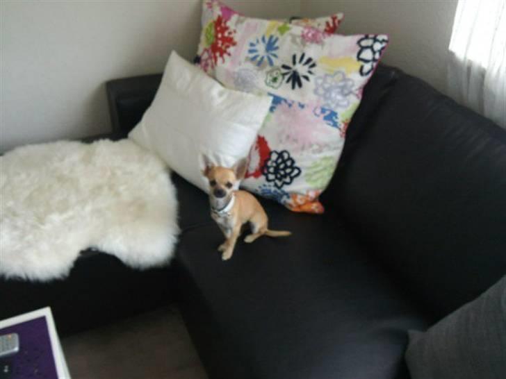 Chihuahua Bella billede 8