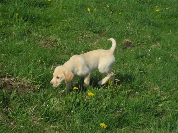 Labrador retriever Karla  billede 10