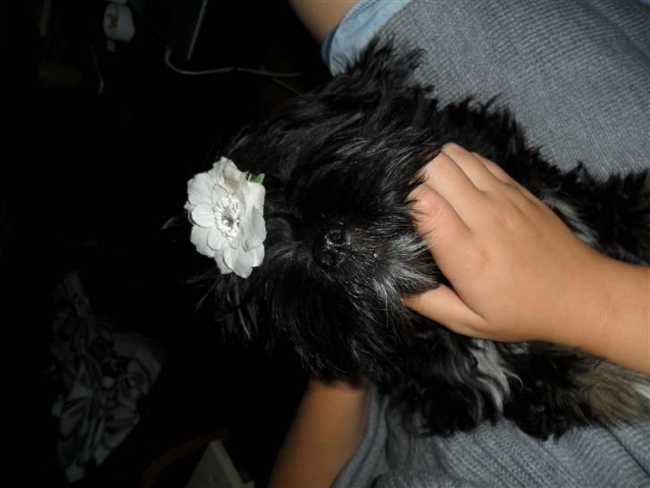 Lhasa apso Tanna er nu en stjerne pm billede 1