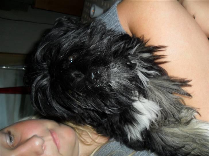 Lhasa apso Tanna er nu en stjerne pm billede 2