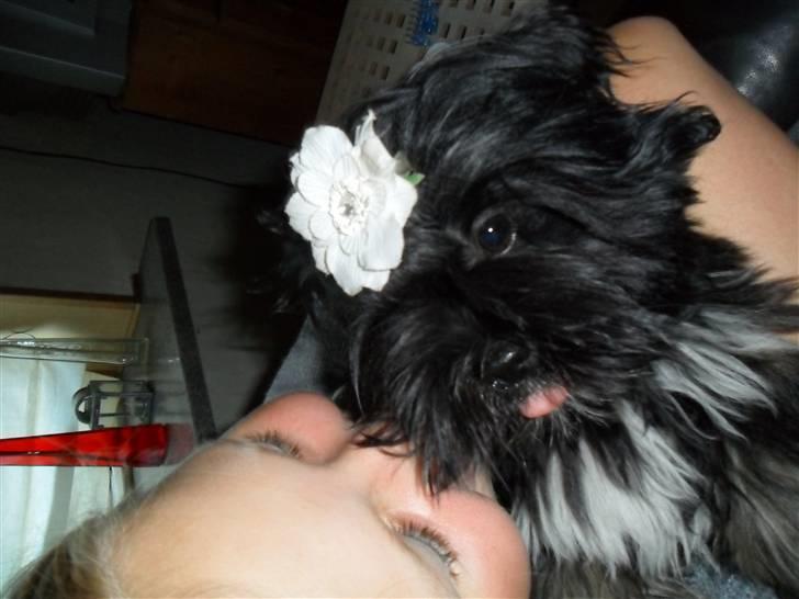 Lhasa apso Tanna er nu en stjerne pm billede 3