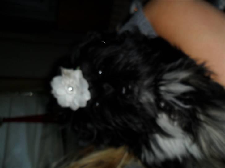 Lhasa apso Tanna er nu en stjerne pm billede 4