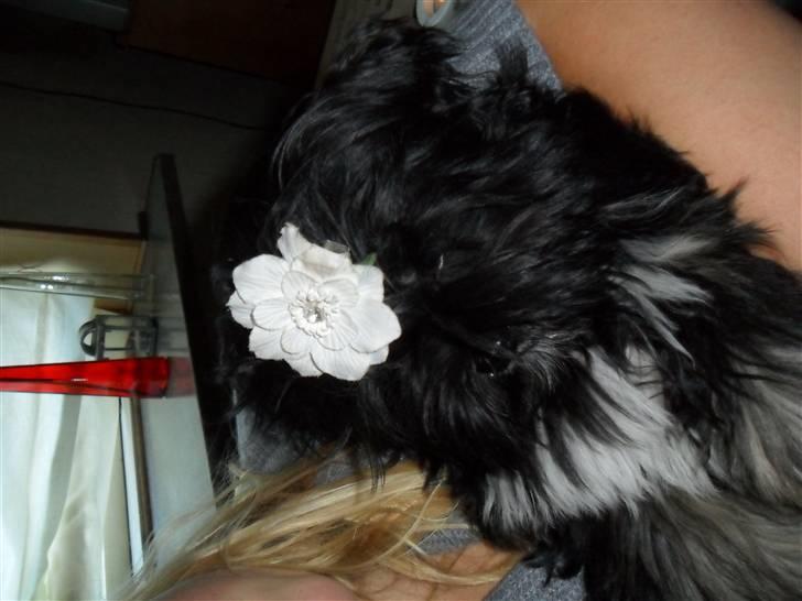 Lhasa apso Tanna er nu en stjerne pm billede 5