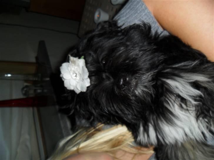 Lhasa apso Tanna er nu en stjerne pm billede 6