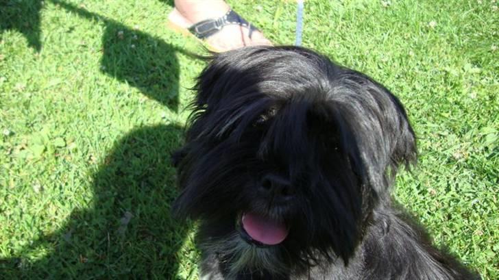 Lhasa apso Tanna er nu en stjerne pm billede 7