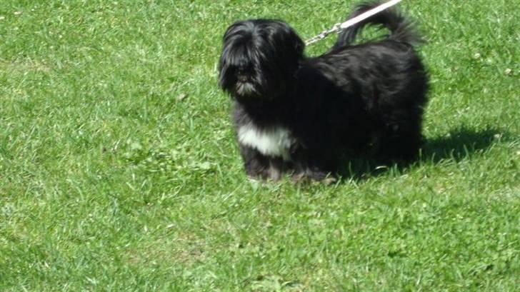 Lhasa apso Tanna er nu en stjerne pm billede 8